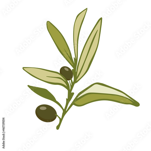 Olive tree branch with green fruits.Vector graphics.