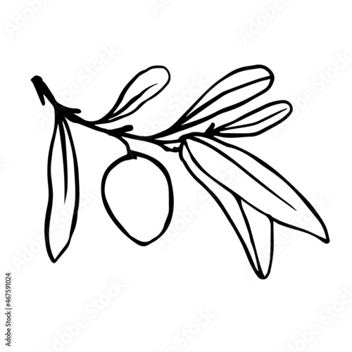 Olive tree branch with green fruits.Vector graphics.