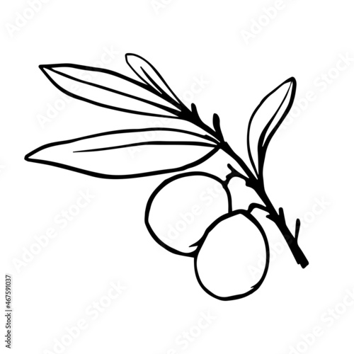 Olive tree branch with green fruits.Vector graphics.
