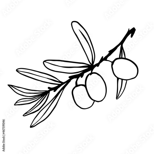 Olive tree branch with green fruits.Vector graphics.