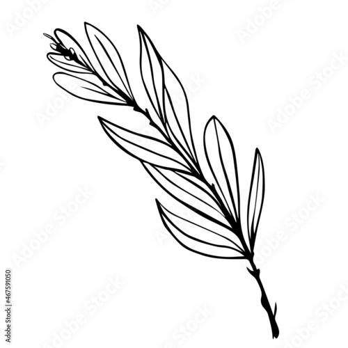 Olive tree branch with green fruits.Vector graphics.