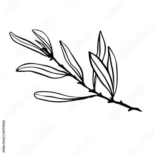 Olive tree branch with green fruits.Vector graphics.