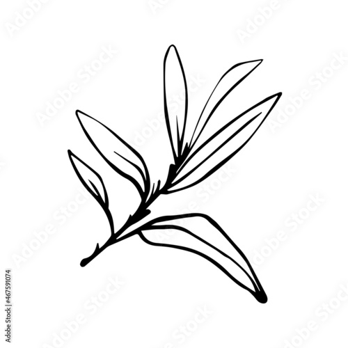 Olive tree branch with green fruits.Vector graphics.