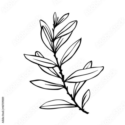 Olive tree branch with green fruits.Vector graphics.