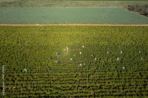 Obraz na płótnie Torbali - Izmir - Turkey, November 4, 2021, Seasonal workers working in a pepper field w salonie