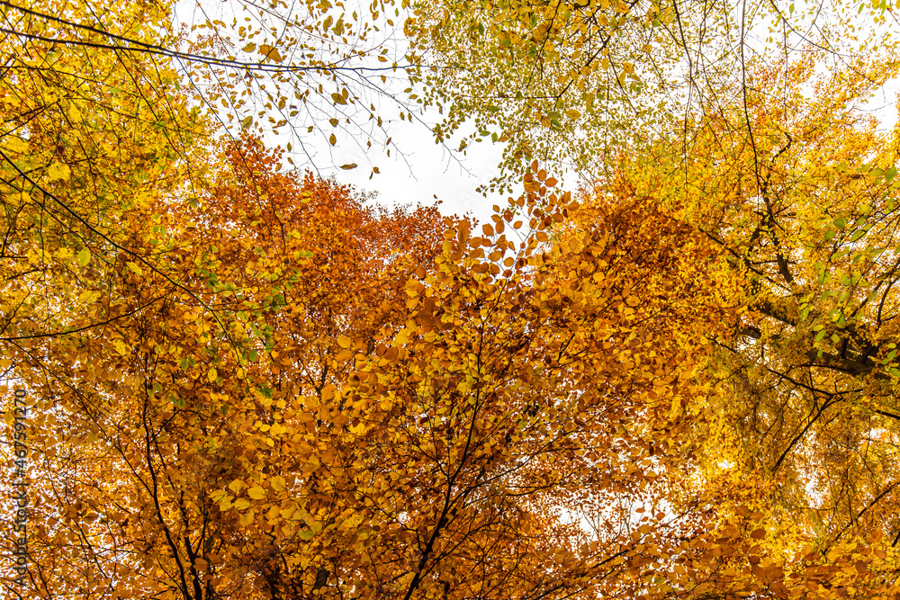 Goldenes Blätterdach im Herbst Blick nach oben im Wald Goldenes Blätterdach im Herbst Blick nach oben im Wald