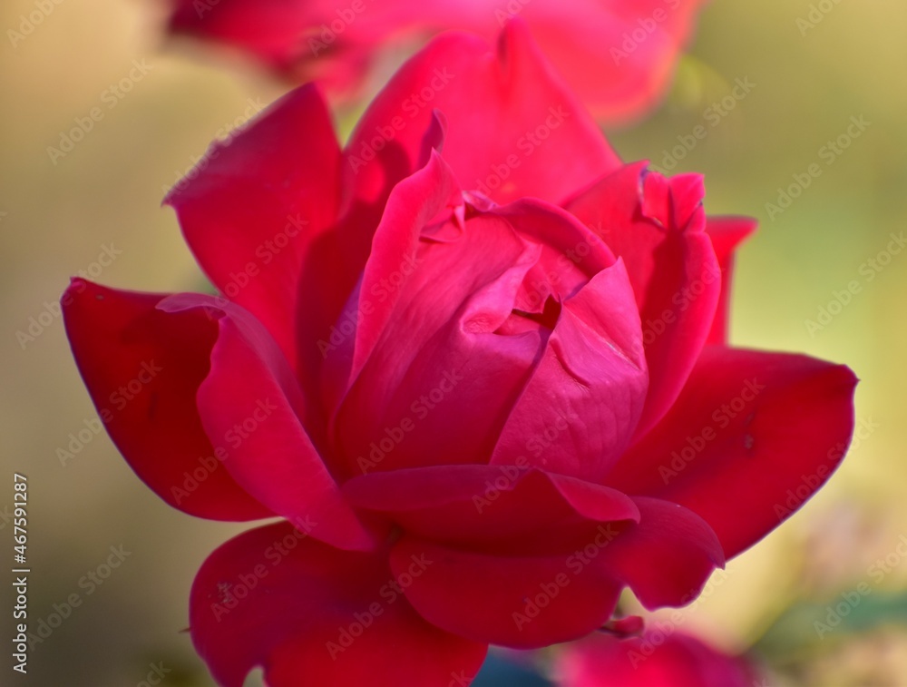 a rose in the summer garden