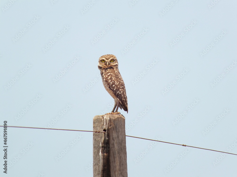 Coruja-buraqueira - owl (Athene cunicularia), Araguaia, Brazil (1)