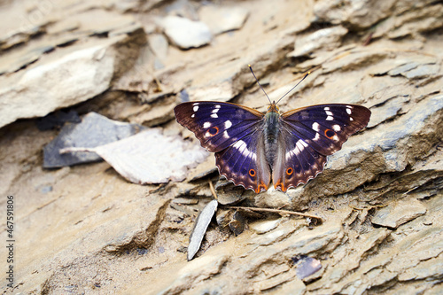 Beautiful purple emperor of apatura iris blue butterfly on the stones