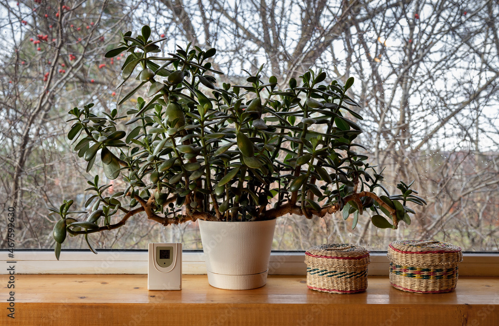 Succulent money tree fat Crassula large spreading stands on window against background of autumn landscape near weather station to determine weather in house. Warmth, comfort, well-being. Succulent money tree fat Crassula large spreading stands on window against background of autumn landscape near weather station to determine weather in house. Warmth, comfort, well-being.