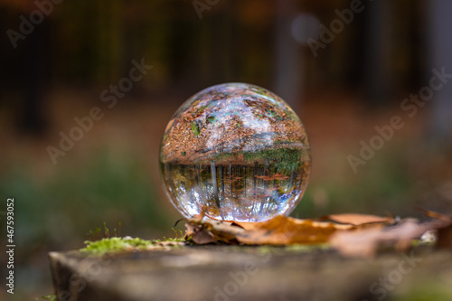 Glaskugel liegt im Wald im Herbst mit Laub um B  umen