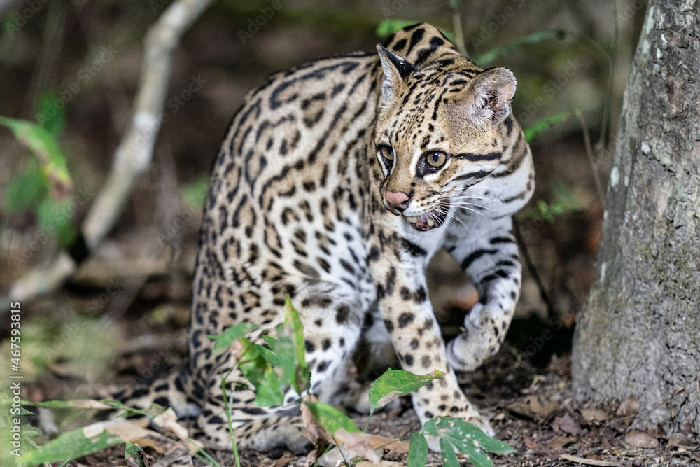 Fototapeta premium Ozelot (Leopardus pardalis)