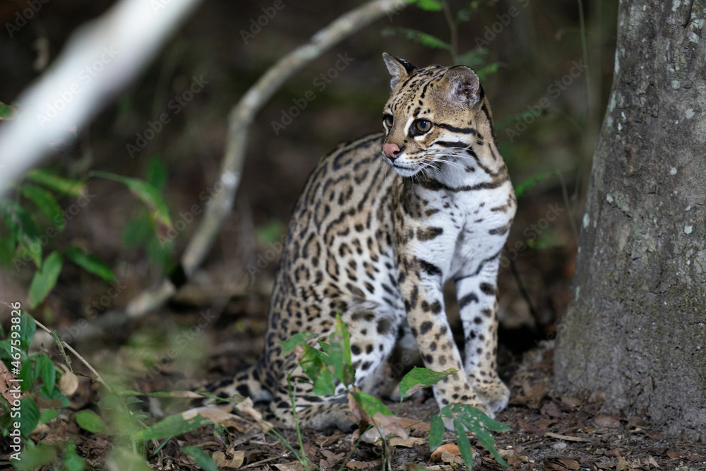 Ozelot (Leopardus pardalis) Ozelot (Leopardus pardalis)