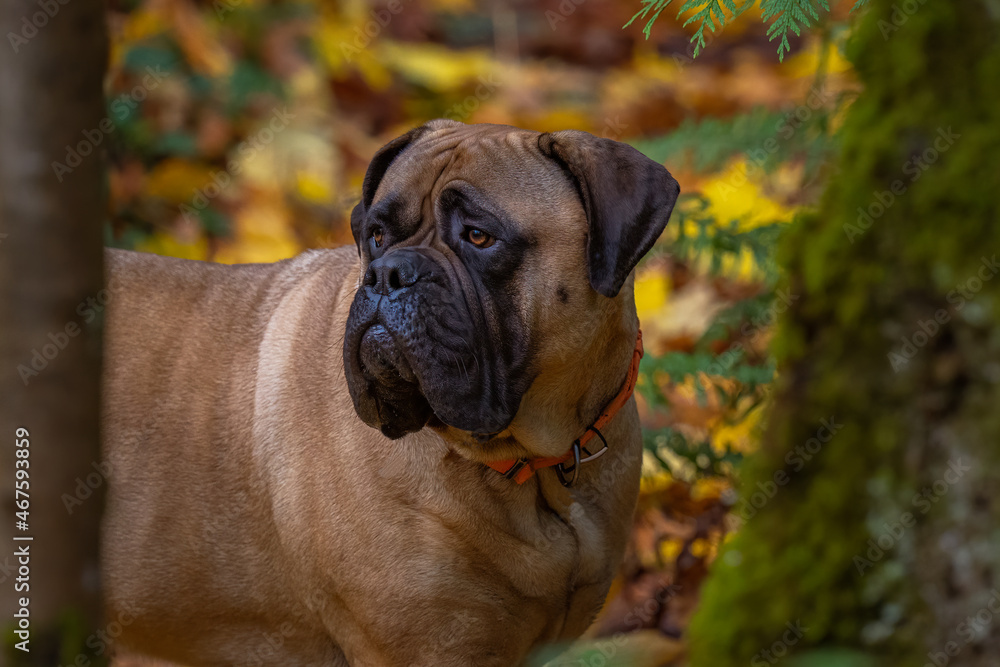 2021-11-05 A BULLMASTIFF PORTRAIT SHOT IN THE WOODS WITH A FALL LEAVE BACKGROUND