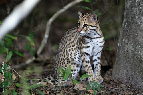 Ozelot (Leopardus pardalis) © Johannes Jensås