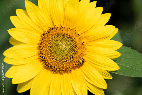 Bee on a sunflower. A small yellow sunflower in the sunlight. Decorative flower. © PhotoRK