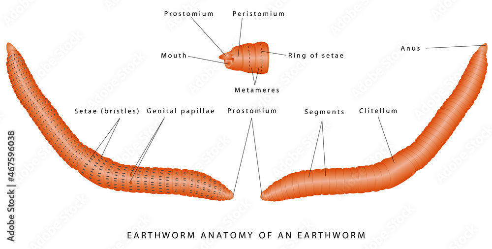 Morphology of earthworm. External anatomy of an earthworm. Annelid