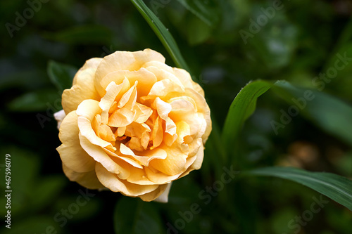 Obraz na płótnie Single yellow rose on dark green background in the garden w salonie
