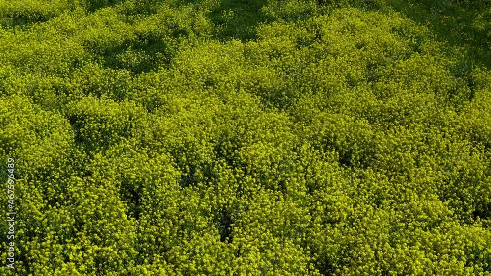 Aerial Beautiful Shot Of Wild Green Trees And Plants On Hills - Apennine Mountains, Italy Aerial Beautiful Shot Of Wild Green Trees And Plants On Hills - Apennine Mountains, Italy