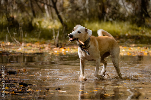 Female dog playing with a branch on pond in autumn