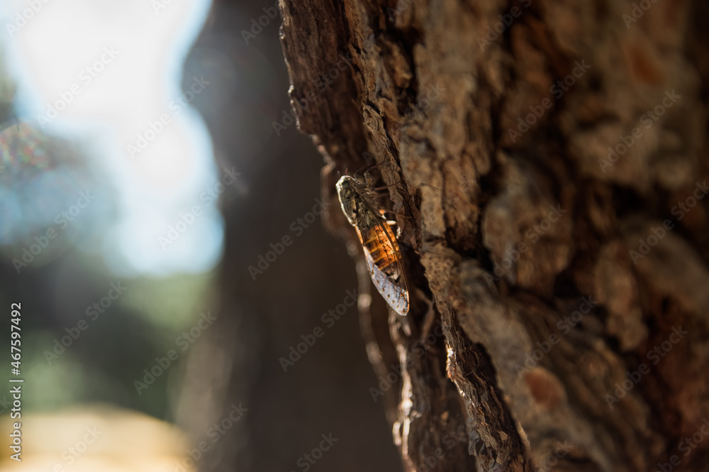 Cykada owad  z podświetlonym słońcem odwłokiem siedząca na korze drzewa	
 - obrazy, fototapety, plakaty 