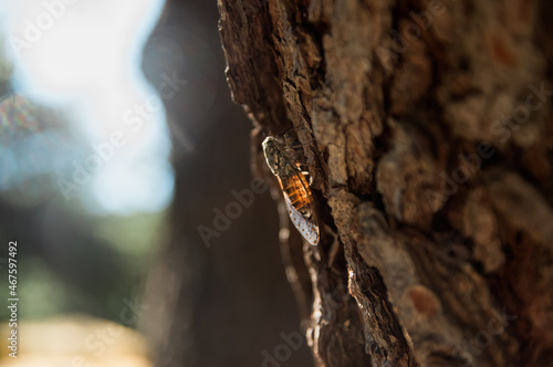Cykada owad z podświetlonym słońcem odwłokiem siedząca na korze drzewa 