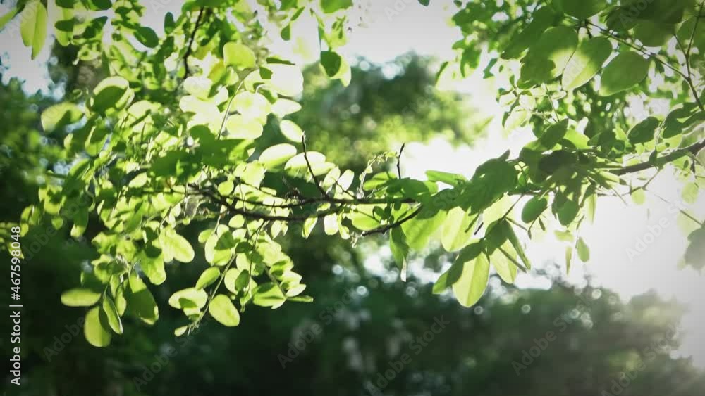Summer or spring green nature backlit video background Soft delicate sun backlighting among tree branches. Sun rays and beams bursting through foliage of tree. Summer or spring green nature backlit video background Soft delicate sun backlighting among tree branches. Sun rays and beams bursting through foliage of tree.