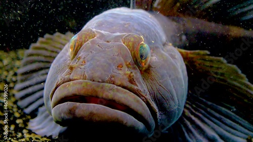 The ratan goby (Ponticola (Neogobius) ratan) is a species of goby native to brackish and marine waters of the Black Sea photo