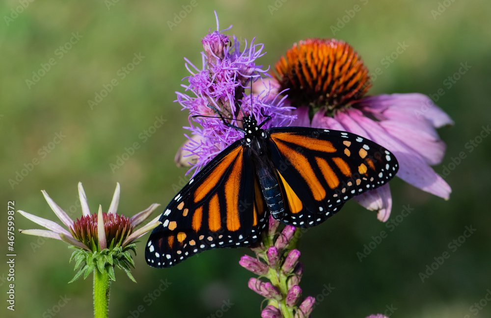 Monarch butterfly on a flower Monarch butterfly on a flower