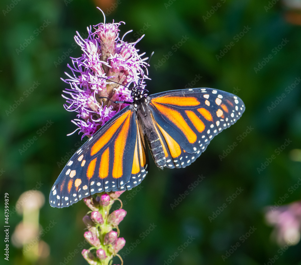 Naklejka premium Monarch butterfly on a flower