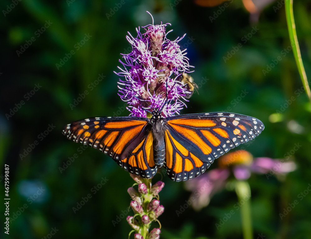 Naklejka premium Monarch butterfly on a flower