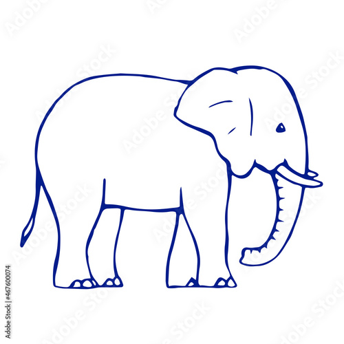 Drawing of a baby elephant on a white background. Drawn doodle sketch in ink. Wild mammal animal. Vector isolated illustration