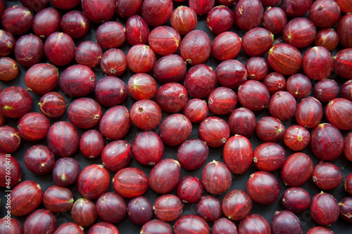 Red Gooseberries Packed on to a tray ready for freezing suitable for a Background