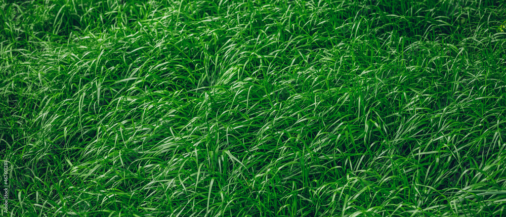 Selective focus image of fresh green grass texture background Selective focus image of fresh green grass texture background