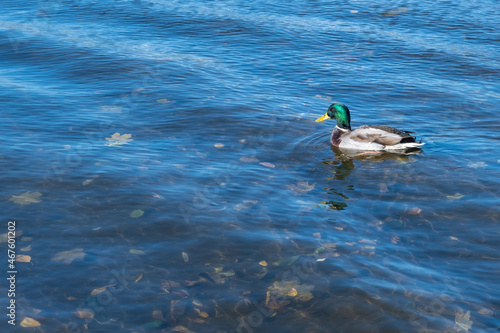 A brightly colored duck on an autumn lake with barely noticeable fallen leaves in the water, in bright sunlight.