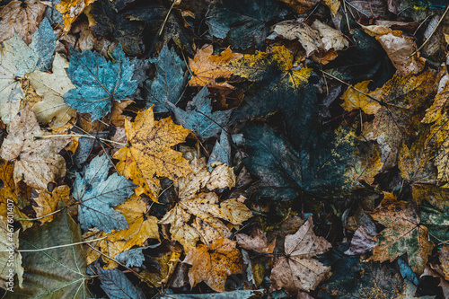 Autumnal Dry Leaves and Grass in Forest