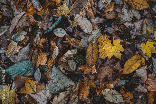 Autumnal Dry Leaves and Grass in Forest