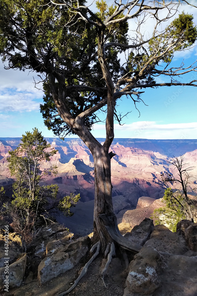 Obraz premium Figured tree on the background of the Grand Canyon in the USA (Arizona)