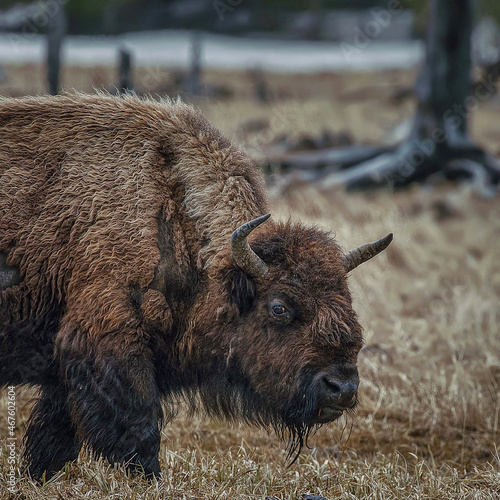 bison, buffalo, yellowstone photo