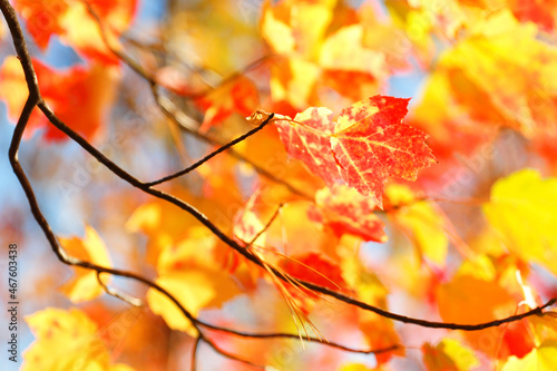 Beautiful fall foliage closeup with sun in background.
