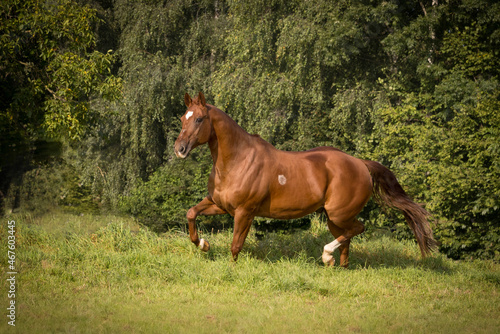 Wildes Quarte Horse © Nadine Haase