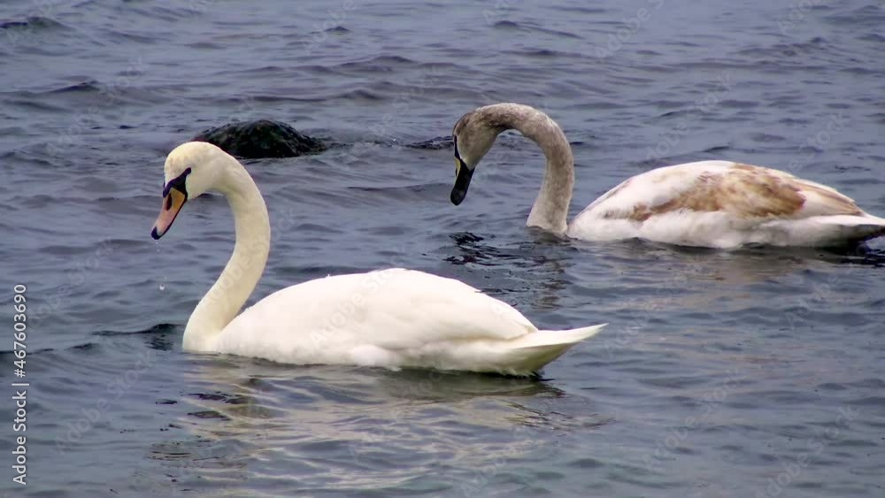 Swans and gulls in the Black Sea. Larus canus, Cygnus olor. Birds of Ukraine. Swans and gulls in the Black Sea. Larus canus, Cygnus olor. Birds of Ukraine.