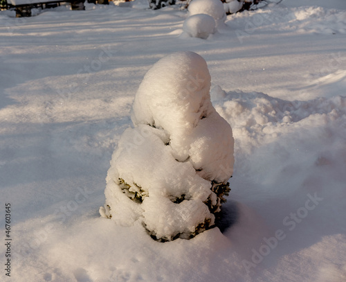 A young spruce covered with snow in winter in the village before Christmas. Close-up, selective focus.