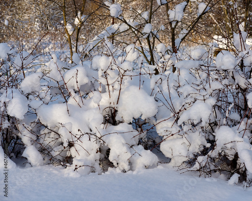 Bushes under the snow in the garden in the village