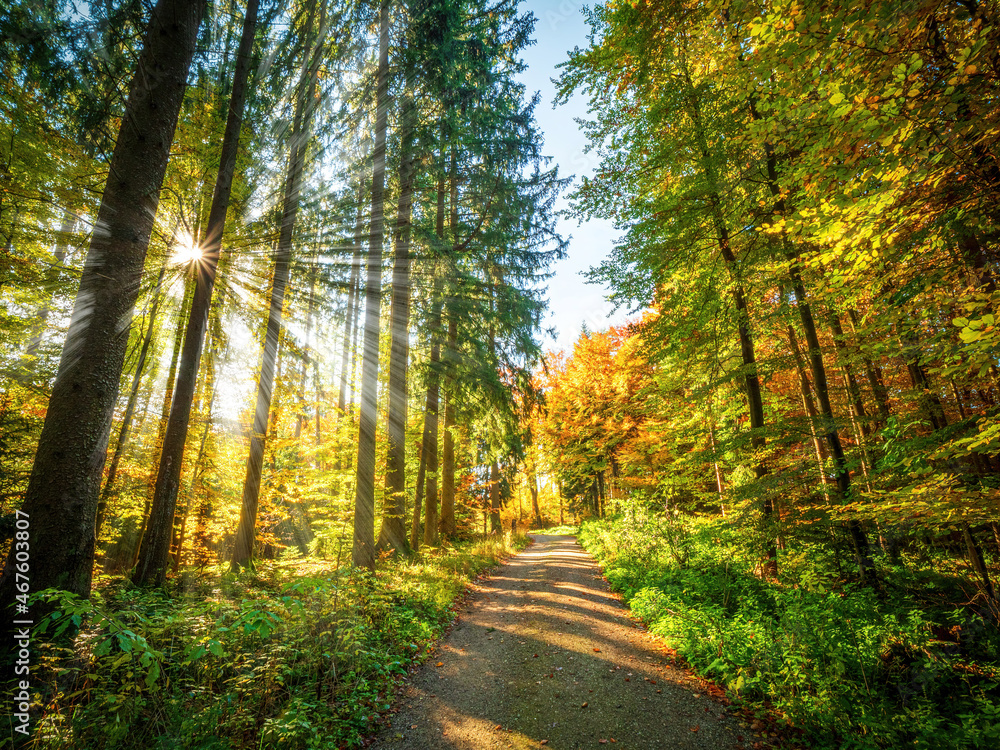 Fototapeta premium A walk through Bavarians Autumn forest