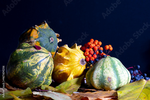 Autumn still life with decorative pumpkins with yellow leaves. berries on a black background.