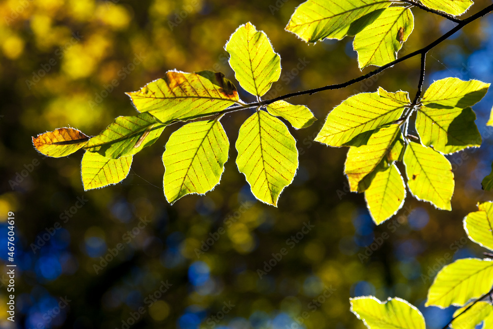 Obraz premium autumn