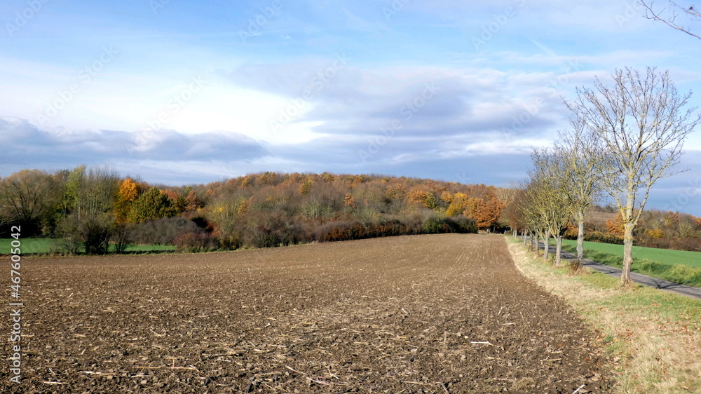 Fototapeta premium Herbstmotive im Wald, in der Natur, auf dem Feld, mit Vögeln, Ortschaften und Gebäuden, Blattwerk, Laub und viel Farbe.