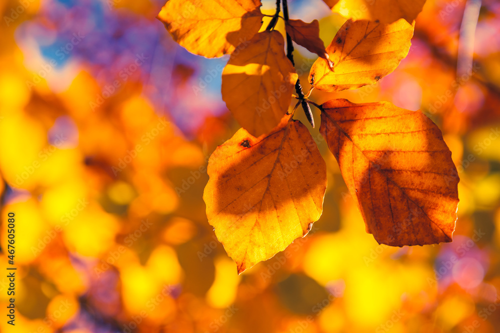 Obraz premium autumn leaf in forest