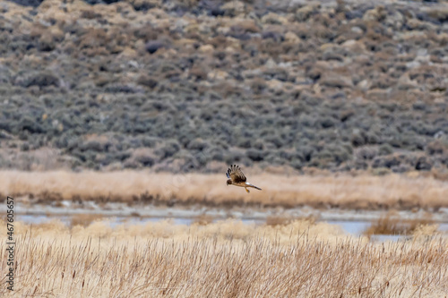 Northern Harrier hawk hunting and flying in the grassland at a Nature Preserve in the desert North of Reno, Nevada. © gchapel